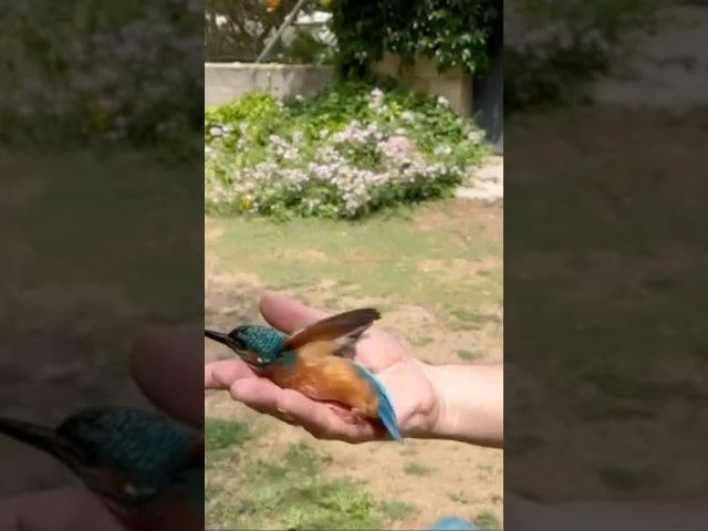 🐦 Hegaztien eraztuntzea Espejon bideoaren irudi txikia