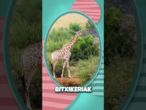 🦒✨ Ba al zenekien bitxikeri hau jirafei buruz? 🐾 Bitxikeriak, umorea eta natura. bideoaren irudi txikia