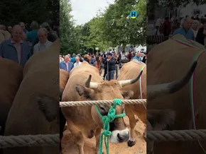 42. Urriko Azoka Nagusia Markina-Xemeinen bideoaren irudi txikia