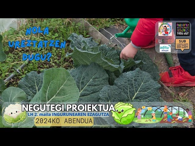 Nola ureztatu?🚿🌱🥬🥦 ABENDUA #3 | Negutegi proiektua | Ingurunearen ezagutza LH 1. 2. maila bideoaren irudi txikia