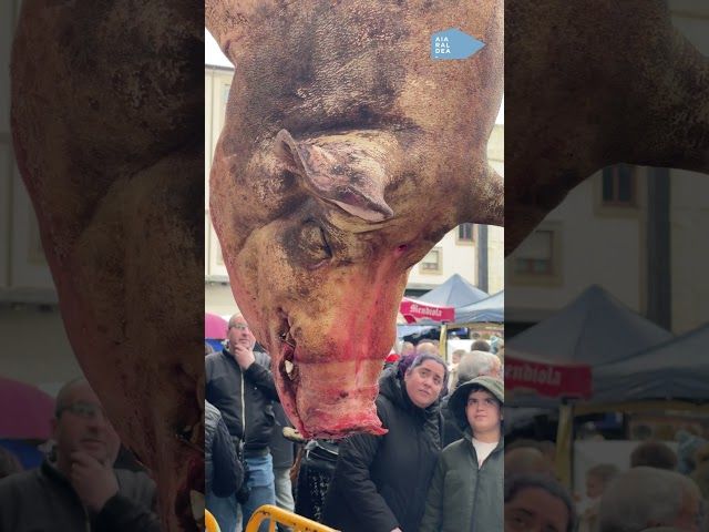 Egon diren, dauden eta egongo diren baserritarrak omenduta ospatu dute San Blas azoka bideoaren irudi txikia