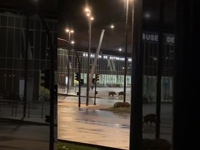 🐗 Basurdeak agertu dira Gasteizko autobus geltokian #gasteiz bideoaren irudi txikia