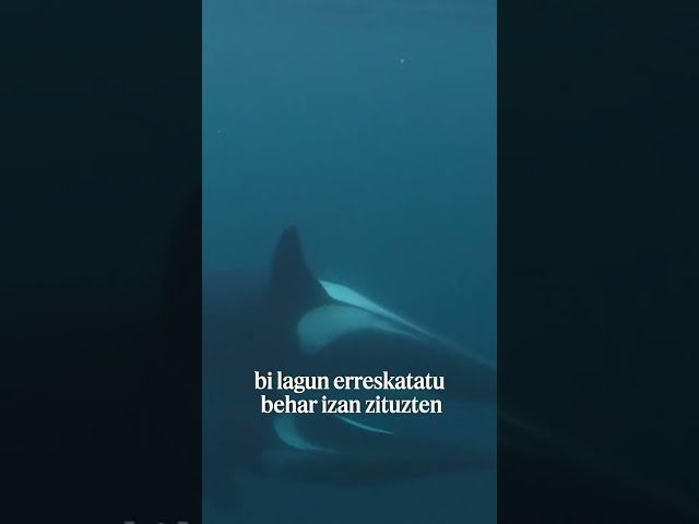 Orken erasoa Deban bideoaren irudi txikia