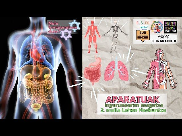 Arnas, Digestio ta Lokomozio Aparatuak🌬️🍎💪 Barneko mundua |  Ingurunearen ezagutza | Lehen Hezkuntza bideoaren irudi txikia