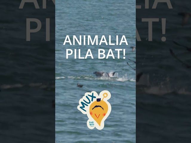 Iskander Sagarminaga-k Katalinako kanala igerian zeharkatu eta Koroa Hirukoitza lortu du! bideoaren irudi txikia
