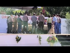 15/28 Artzainen kantorea Ürrats Kolektiboak pastorala 2025 Barkoxe bideoaren irudi txikia
