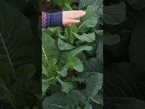 Azak eta azaloreak abenduan 🥬🥦 bideoaren irudi txikia