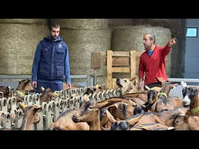 Ahuntz gaztaia ekoizten hasi dira Imanol Iturriotz eta Aritz Bengo ubideztarrak bideoaren irudi txikia