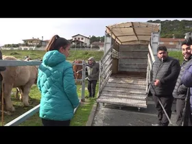 ZALDI FERIA 2026 TAFALLA edukiaren irudi txikia