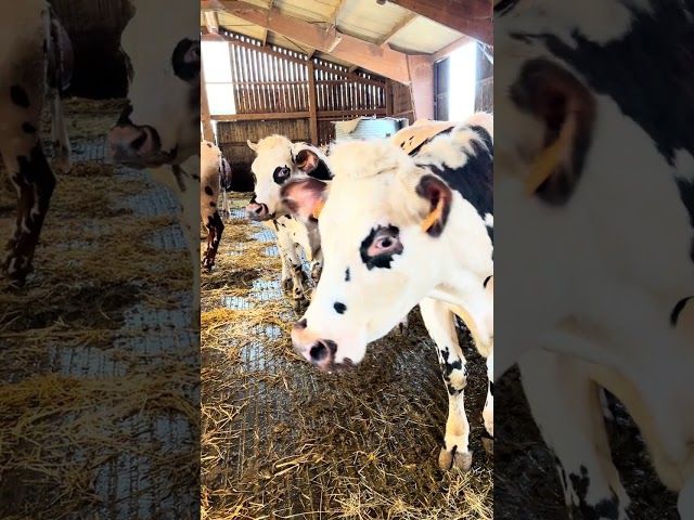 Agerregaia etxaltearen bisita bideoaren irudi txikia