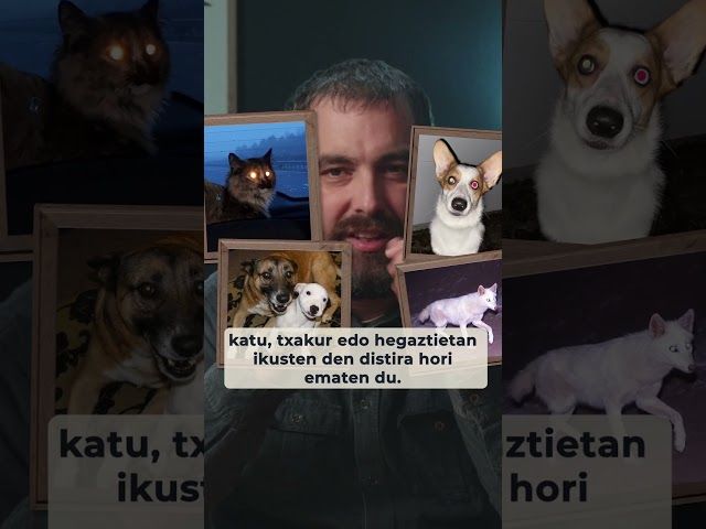 👀 Zer da tapetum lucidum? bideoaren irudi txikia