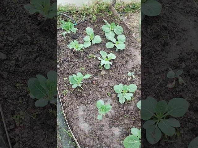 Urriaren amaieran gure azak eta azaloreak horrela. 🥦🌱 #shorts bideoaren irudi txikia