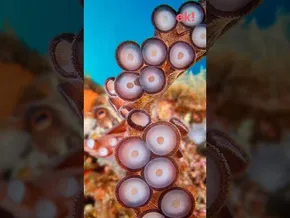 CIMASUB Itsaspeko Nazioarteko Zinema Jaialdia Eibarren bideoaren irudi txikia