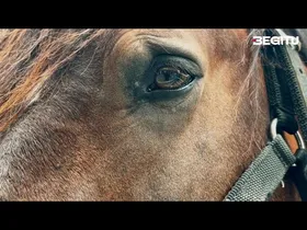 Areatzako ekoizle, ganadu eta artisautza azokea 2026 edukiaren irudi txikia