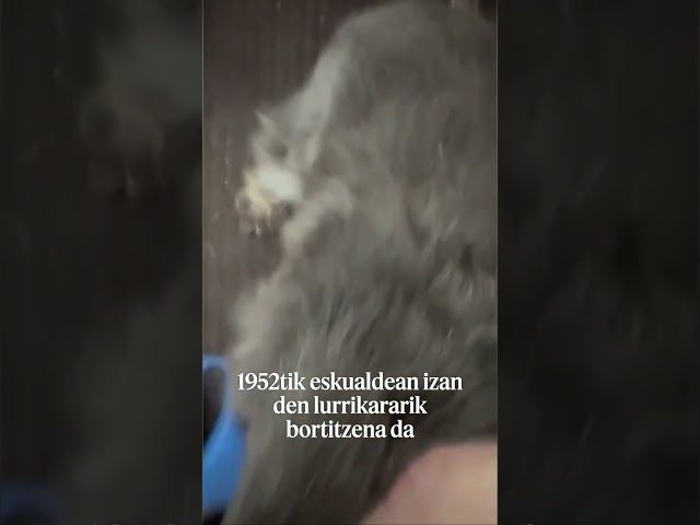 Lurrikara indartsua Errusian bideoaren irudi txikia