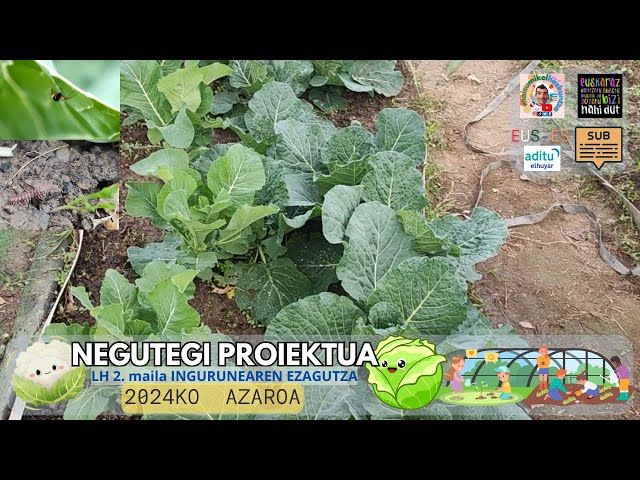 Azak ta azaloreak🌱🥬🥦 landatzen AZAROA #2 | Negutegi proiektua | Ingurunearen ezagutza LH 1. 2. maila bideoaren irudi txikia
