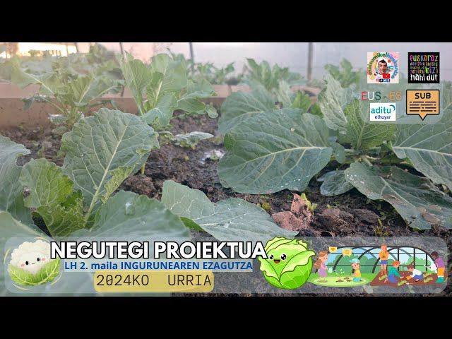 Azak eta azaloreak🌱🥬🥦 landatzen URRIA #1 | Negutegi proiektua | Ingurunearen ezagutza LH 1. 2. maila bideoaren irudi txikia