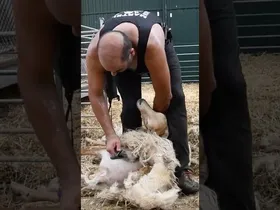 🐑 Ardien ile mozketa, Gaubean (erreportaje osoa laster ikusgai) edukiaren irudi txikia