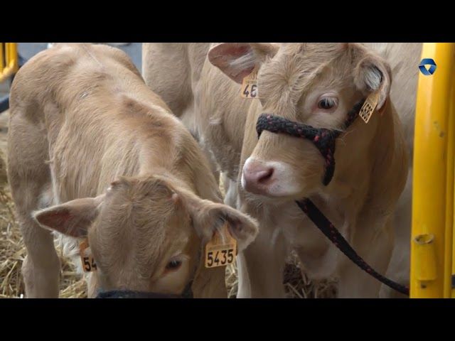 Urriko Lehen Astelehena ospatu da, Gernika-Lumon bideoaren irudi txikia