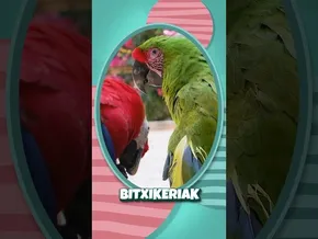 🦜 Loroei buruzko bitxikeria bat jakin nahi duzu? bideoaren irudi txikia