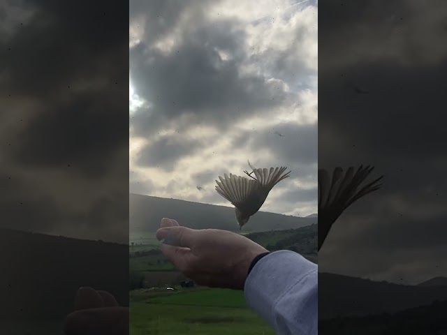 🐦 Arabako Urtubia-Petronia taldea txoriak eraztuntzen egon da Gaubean bideoaren irudi txikia