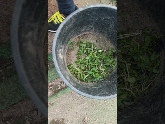 Belar txarrak kentzen ❌🥦🥬 bideoaren irudi txikia
