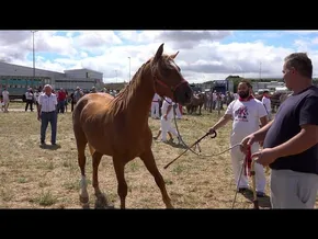 BESTAK 2025 IRUÑEA I ZALDI AZIENDA FERIA bideoaren irudi txikia