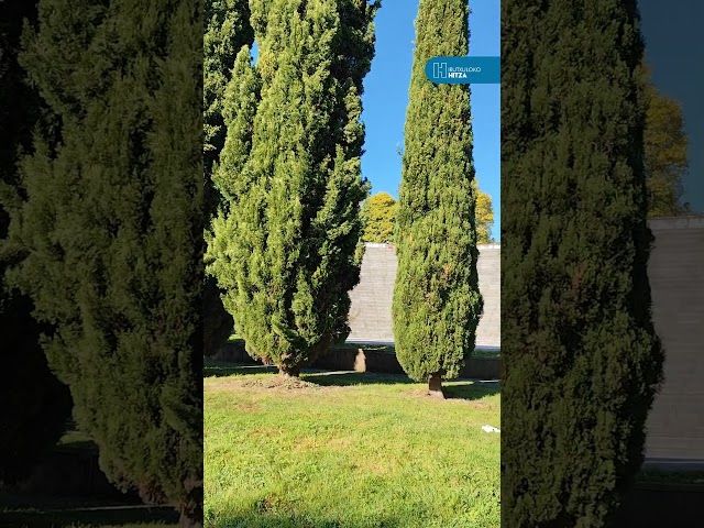 Katxolako sagar uzta oparoa izan da bideoaren irudi txikia