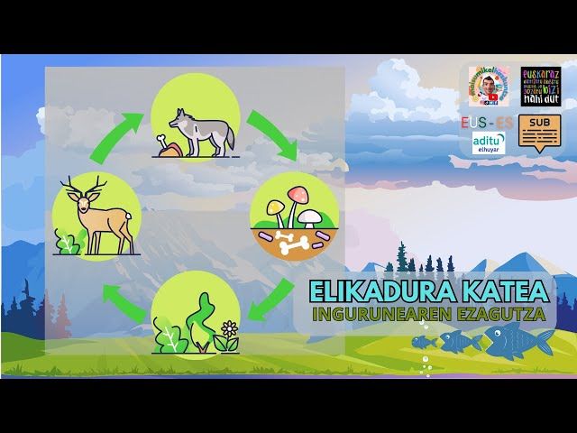 🌱 Elikadura-katea: Nork jaten du nor? 🦊🐰 bideoaren irudi txikia