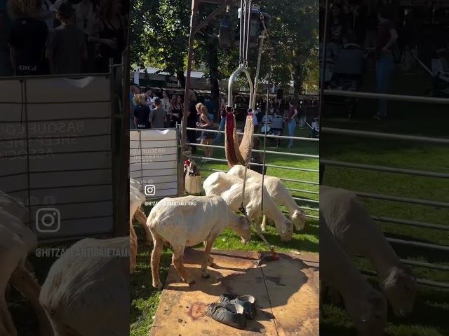 2025eko Urriko Azoka Nagusia bideoaren irudi txikia