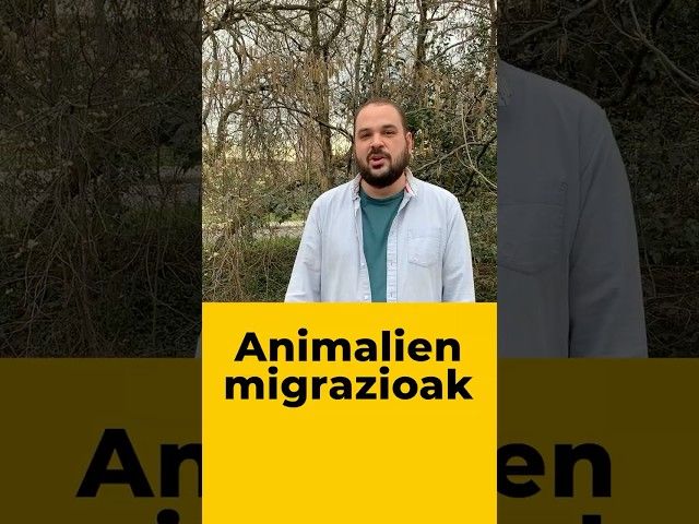 👀 Migratzen duten animaliek gauzak ekar ditzakete haiekin? bideoaren irudi txikia