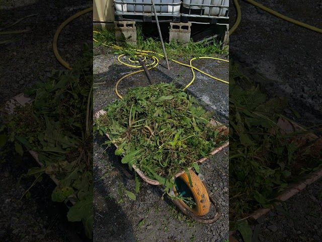 Belar txarrak kenduta 🌱🎃 bideoaren irudi txikia