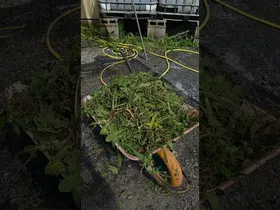 Belar txarrak kenduta 🌱🎃 edukiaren irudi txikia