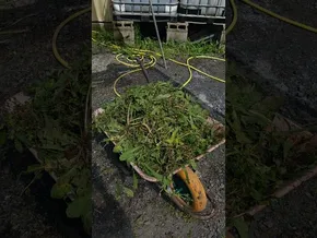 Belar txarrak kenduta 🌱🎃 bideoaren irudi txikia
