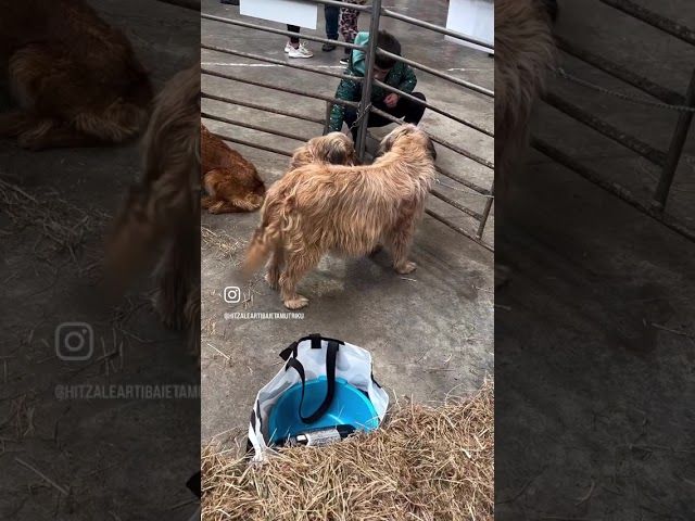 Aulestiko IV. Azoka bideoaren irudi txikia