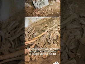 Duela 4.000 urteko bisonte baten hezurdura aurkitu dute Urbasan bideoaren irudi txikia