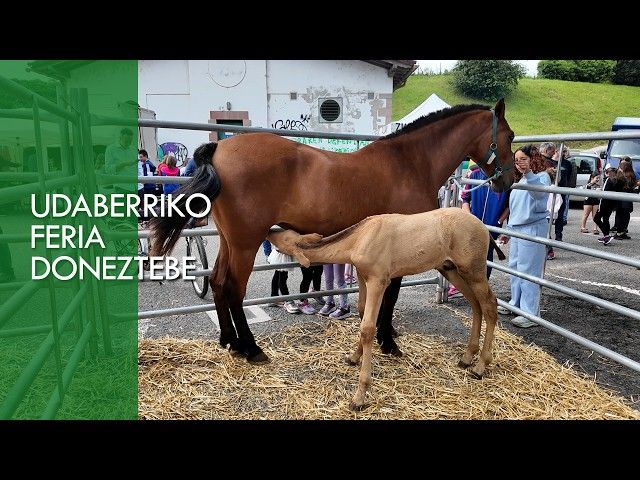 UDABERRIKO FERIA 2026 DONEZTEBE bideoaren irudi txikia