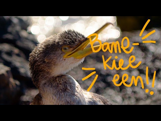 HIRUKOKOROA /// ITSAS ERRONKA MARRAZTUA! bideoaren irudi txikia