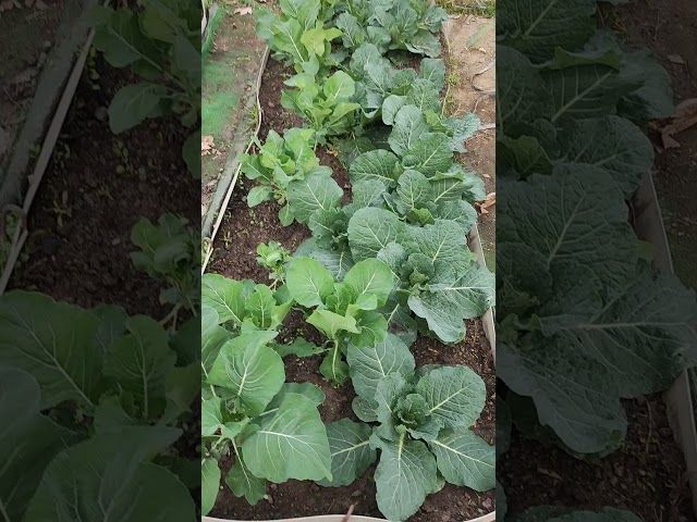 Azaroko azak eta azaloreak 🥬🥦 bideoaren irudi txikia