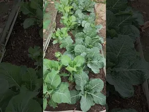 Azaroko azak eta azaloreak 🥬🥦 bideoaren irudi txikia