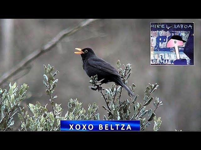 'Xoxo beltza'-Mikel Laboa (2025-04-14) (2'13'') bideoaren irudi txikia
