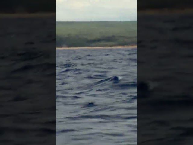 Kaiwi Channel ·HELMUGA ARGITAN bideoaren irudi txikia