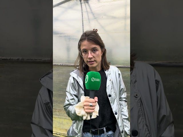 Trebatu alkarteak güne berri bat badü Zalgizen. 8. Erreportajea bideoaren irudi txikia