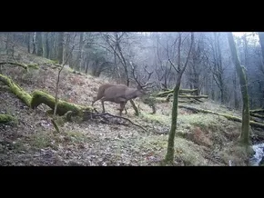 Ugaberak, lepahoriak, basakatuak, lepazuriak, azkonarrak, oreinak, basurdeak, azagariak… bideoaren irudi txikia