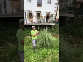 📍ZIORTZA-BOLIBAR [ingurumena] 🌳 Panpa belarra kentzen aritu dira bideoaren irudi txikia