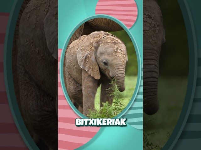 🐘✨ Ba al zenekien elefante baten tronpak 40.000 gihar baino gehiago dituela? bideoaren irudi txikia