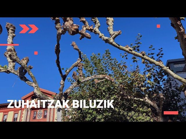 🍂 Eibarko zuhaitzak biluztu dituzte bideoaren irudi txikia