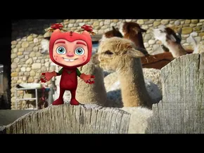 🌟Marrazki bizidunak 🌸 Mithy esploratzailea 🌈 Alpakak ezagutzen bideoaren irudi txikia