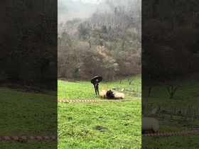 [JAIAK #MarkinaXemein] Barinagako San Anton jaietako artzan txakurren erakustaldia edukiaren irudi txikia