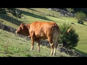 UR ETA LUR 26 09 29 APEZENEA OKINDEGIA I LIMOUSIN BEHIAK edukiaren irudi txikia